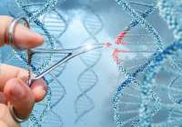 Científicos españoles desarrollan un estudio genético de más de 2.300 genes para reducir las enfermedades raras en fase de preconcepción