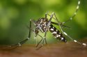 El Ayuntamiento de Sagunto combatirá la proliferación del mosquito tigre