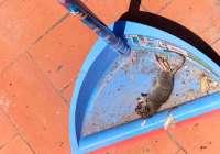 Aumentan las quejas por la proliferación de cucarachas y ratas en diversas zonas de Sagunto